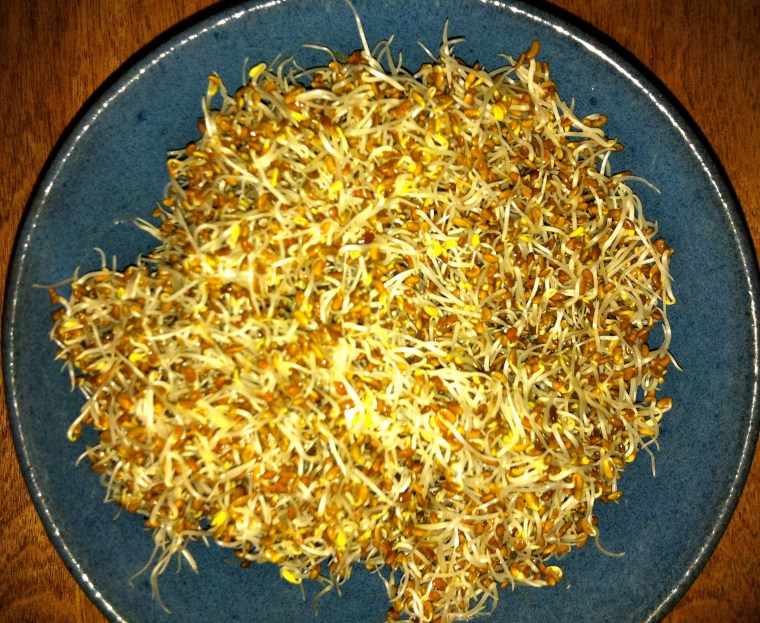 Alfalfa Sprouts