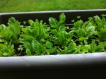 Baby Spinach