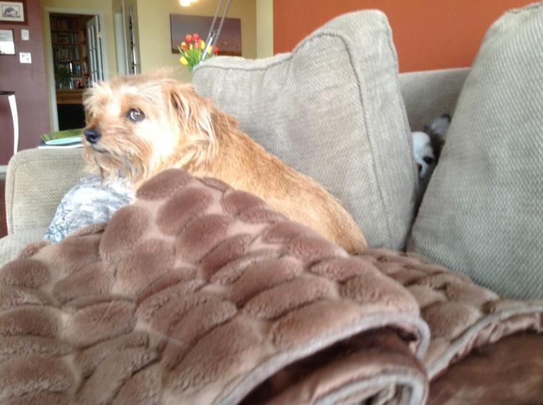 Buster+Photobombing+Stella